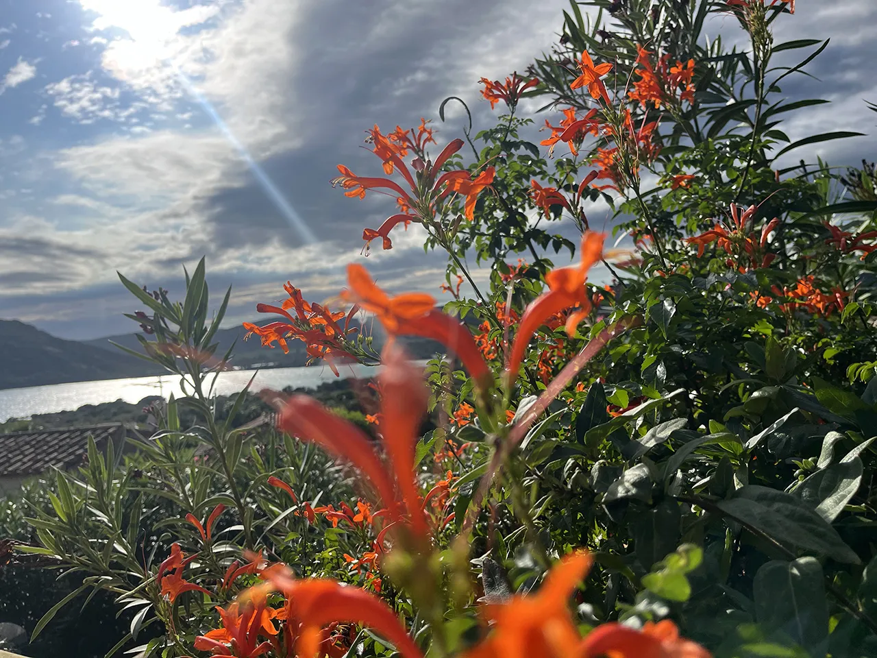 Jardin Location Villa 2-4 personnes Santa Giulia Porto-Vecchio